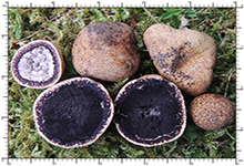 Elaphomyces decipiens